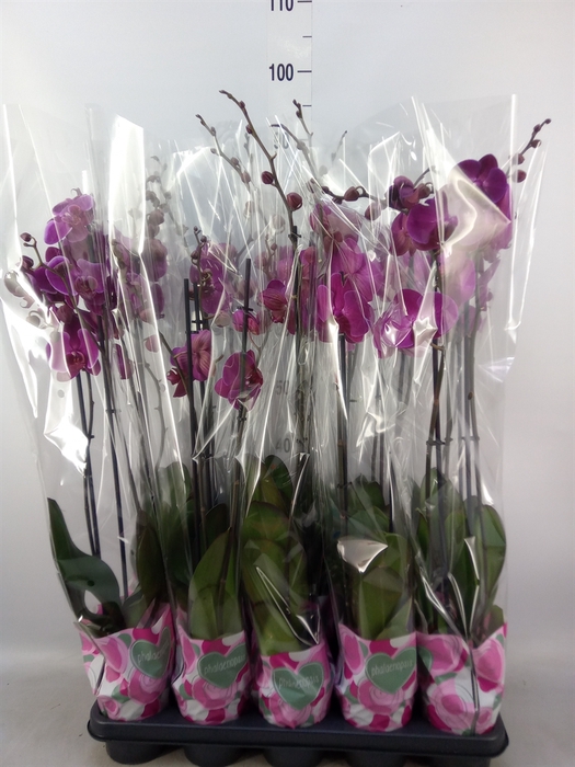<h4>Phalaenopsis   ...lilac</h4>