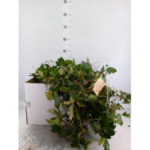 Cissus rhombifolia 'Ellen Danica'