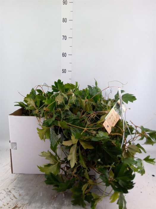 <h4>Cissus rhombifolia 'Ellen Danica'</h4>