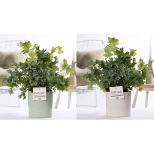 Phlebodium Davana in P&PURE Essential ceramics ass.2