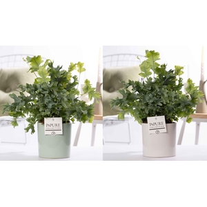 Phlebodium Davana in P&PURE Essential ceramics ass.2