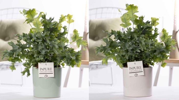 <h4>Phlebodium Davana in P&PURE Essential ceramics ass.2</h4>