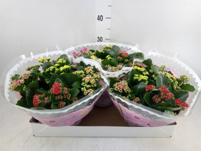 <h4>Kalanchoe blos. ..rosebud mix/pot</h4>