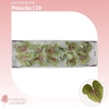 Anthurium Pistache