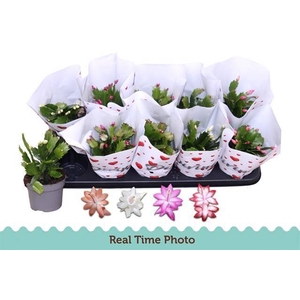 SCHLUMBERGERA MIX P12