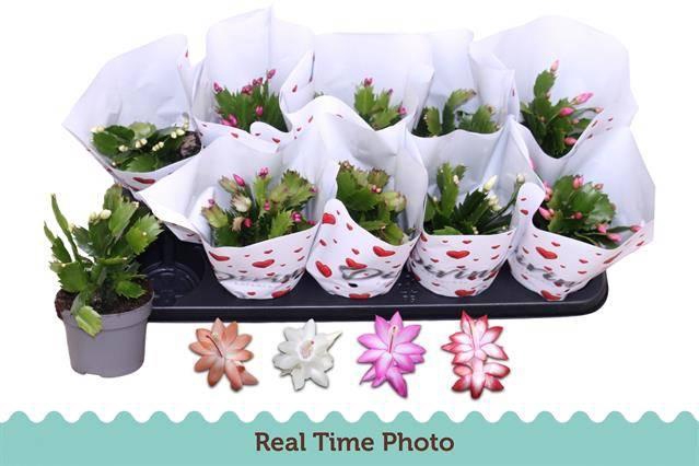 <h4>SCHLUMBERGERA MIX P12</h4>