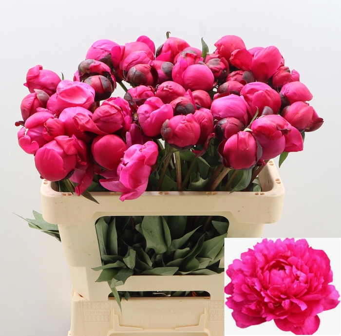 <h4>PAEO L KANSAS</h4>