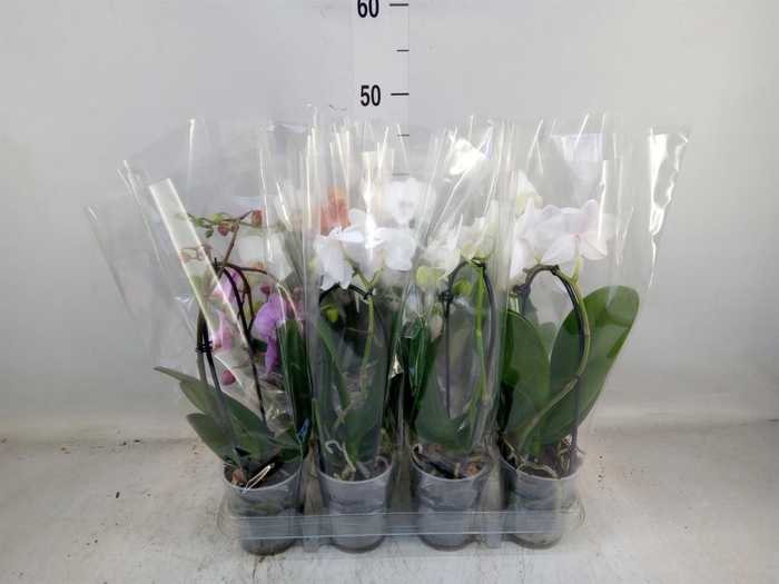 <h4>Phalaenopsis  'Elegant Cascade'</h4>