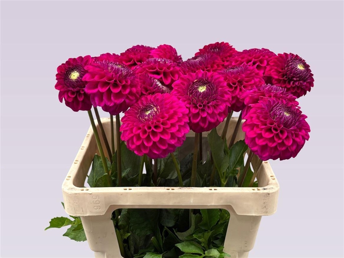 <h4>Dahlia Sky Lark</h4>