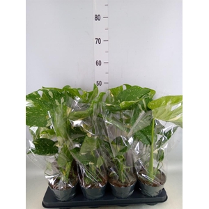 Monstera delic. 'Thai Constellatio'