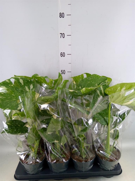 <h4>Monstera delic. 'Thai Constellatio'</h4>