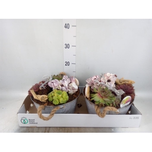 Arr. Sempervivum L%