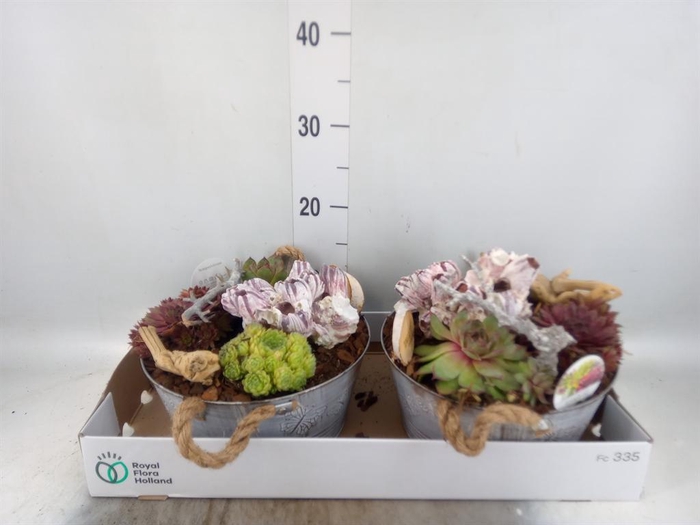 <h4>Arr. Sempervivum L%</h4>