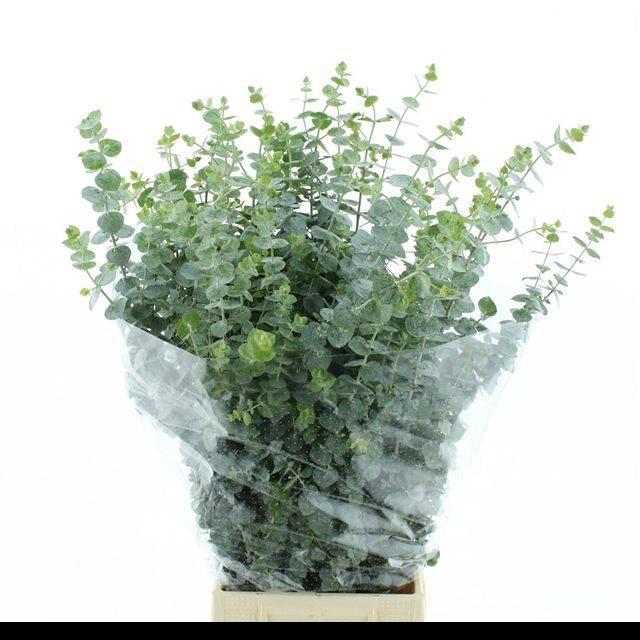 <h4>EUCA BABY BLUE LONG 200GRAMS</h4>