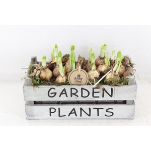 arr4 Narcis PL - Hout kist garden