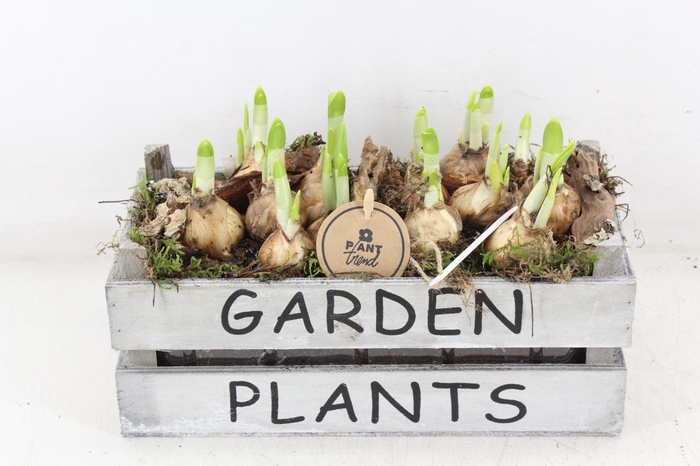 <h4>arr4 Narcis PL - Hout kist garden</h4>