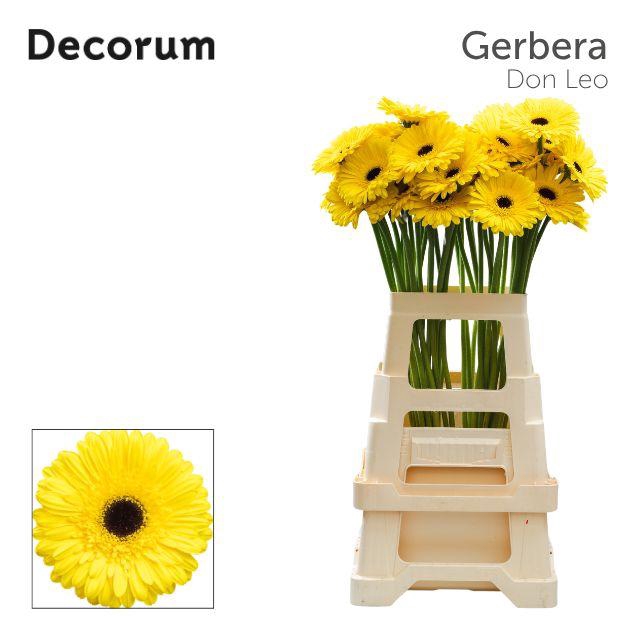 <h4>Gerbera Don Leo Water x40 Lang</h4>
