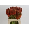 Kniphofia Eycone Red