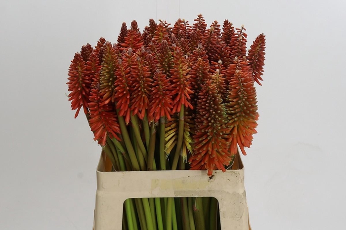 Kniphofia Eycone Red