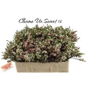 CHAME UN MY SWEET 16