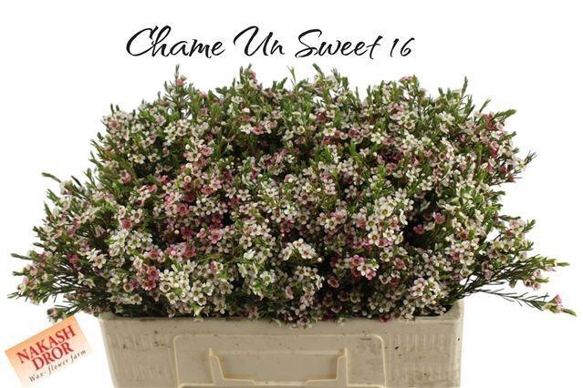 <h4>CHAME UN MY SWEET 16</h4>