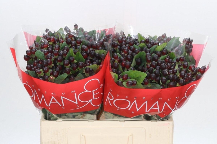 <h4>Hyp Rocky Romance</h4>