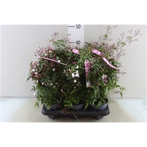 JASM POLYANTHUM RZ 200