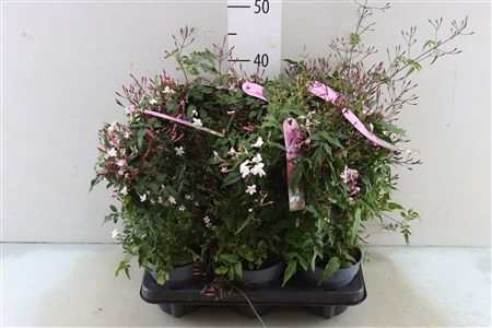 <h4>JASM POLYANTHUM RZ 200</h4>