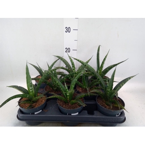 Sansevieria trifa.   ...