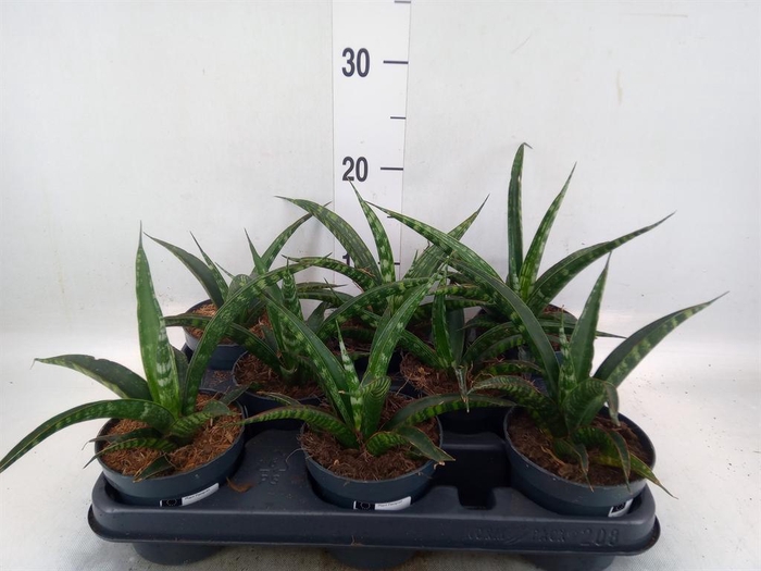 <h4>Sansevieria trifa. ...</h4>