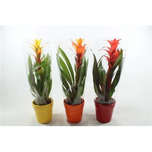 0959 Guzmania MIX