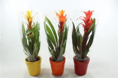 <h4>0959 Guzmania MIX</h4>