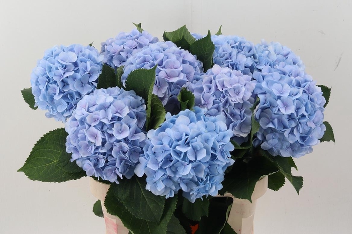 <h4>Hydr M Ch Verena Bl</h4>