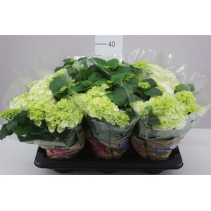 Hydrangea Schneeball 6-7