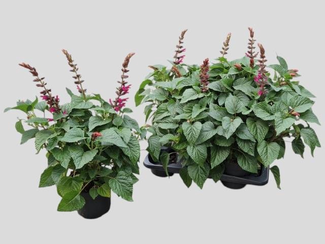 <h4>SALVIA  LAKE FLAMING</h4>