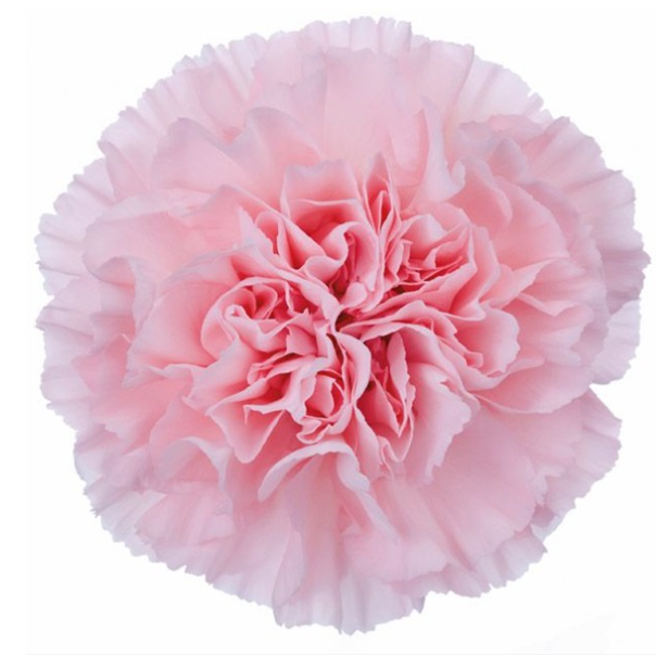 <h4>Di St Nahema Pink 75cm CO</h4>