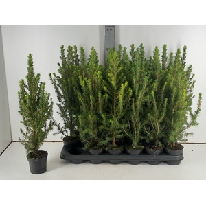 PICEA GL CONICA