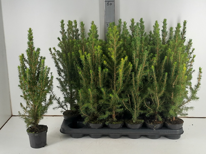 <h4>PICEA GL CONICA</h4>