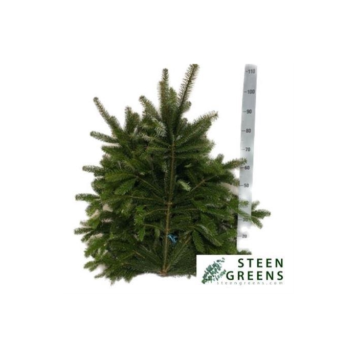 <h4>Abies Nordman Kilo</h4>