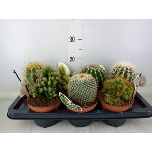 Cactus   ...mix