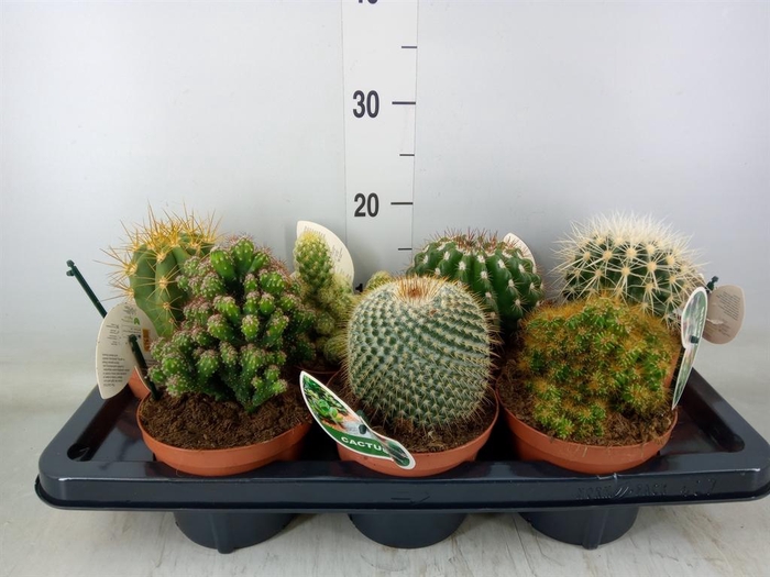 <h4>Cactus   ...mix</h4>
