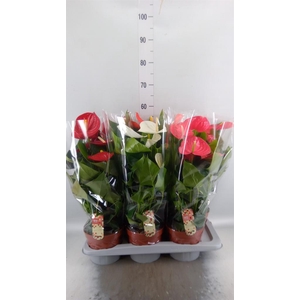 Anthurium   ...mix 4