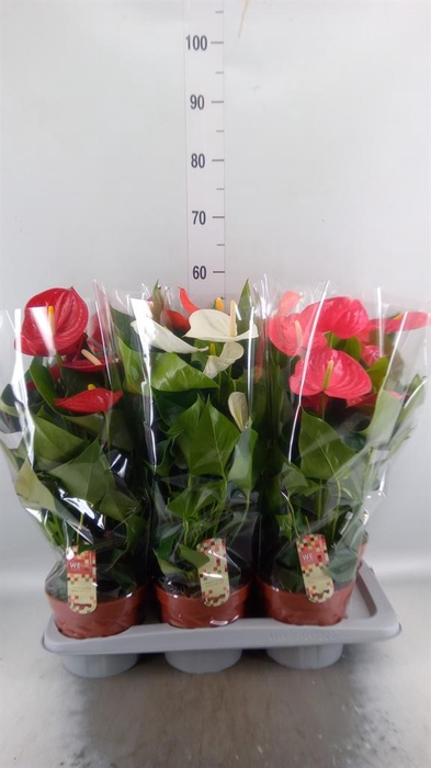 <h4>Anthurium ...mix 4</h4>