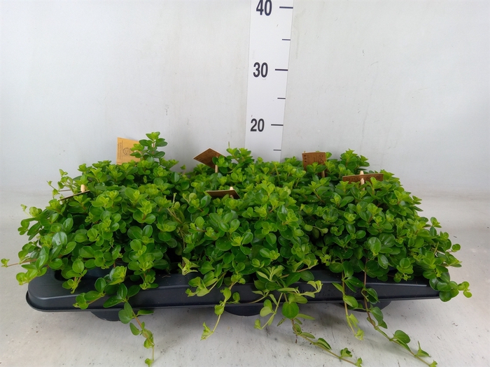 <h4>Peperomia rotundifolia</h4>