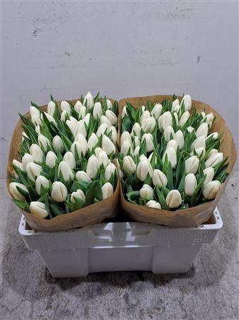 <h4>Tu En Update</h4>