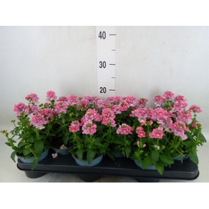 Diascia  'FlyColors Trail Antiq Ro'