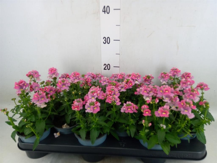 <h4>Diascia  'FlyColors Trail Antiq Ro'</h4>