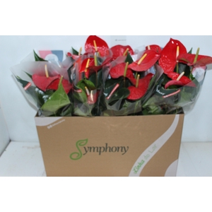 ANTHURIUM QUERIDA P15 PREMIUM