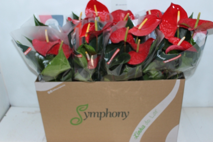 ANTHURIUM QUERIDA P15 PREMIUM