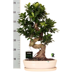 Ficus microcarpa 'Ginseng'